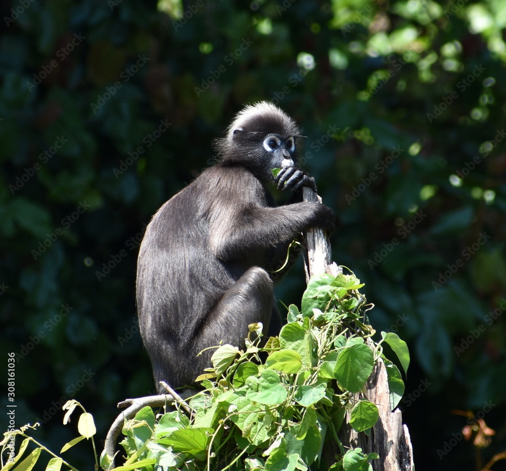 Fototapeta premium Cute langur monkey sitting at the top of a tree in the jungle