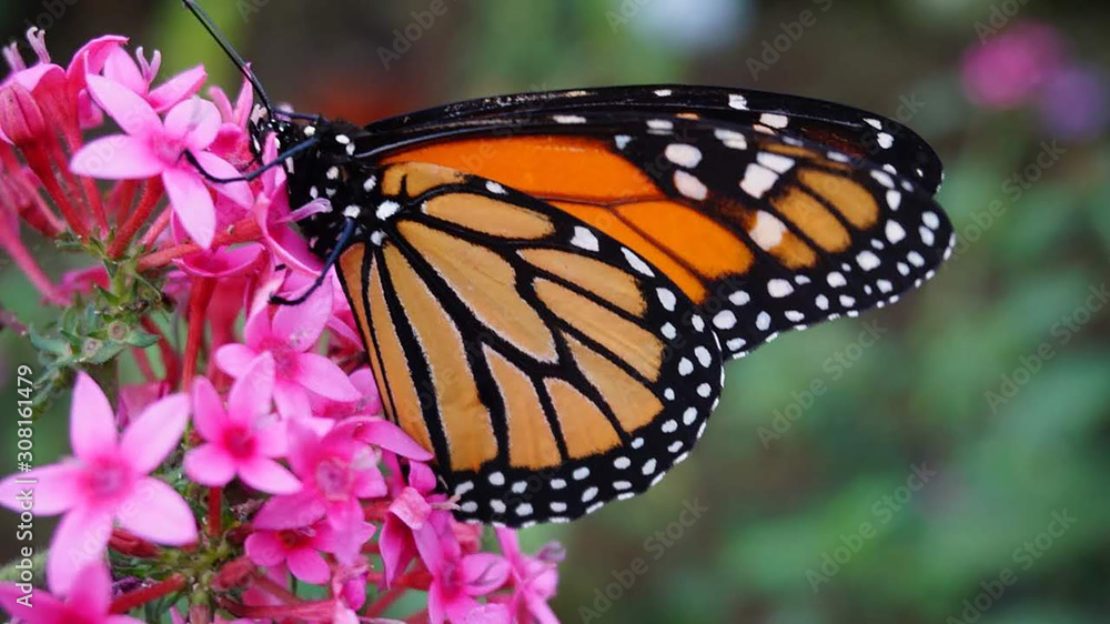 Fototapeta premium MARIPOSA