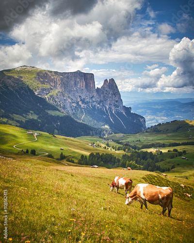 Beautiful view of the mountains with cows, clouds and houses