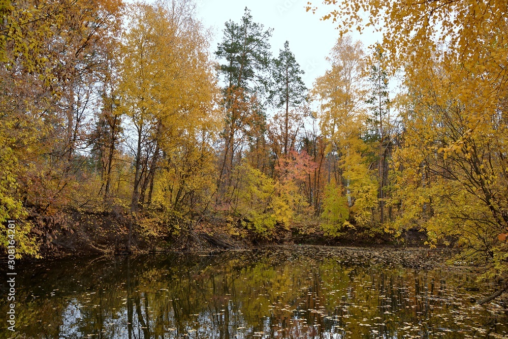 A quiet pond surrounded by trees close to the shore A quiet pond surrounded by trees close to the shore