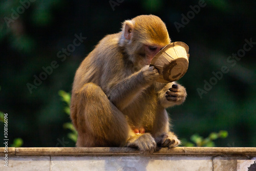 Photography A monkey eating from a plate he just stole from a man in Rishikesh, India