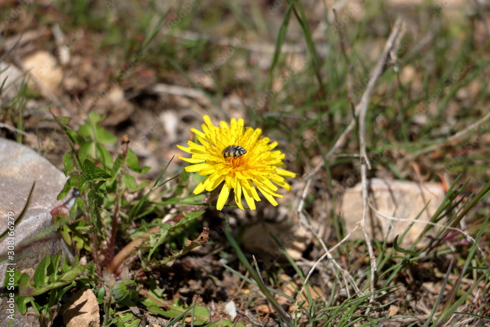 Beetle on Yellow Dandelion Flower Beetle on Yellow Dandelion Flower