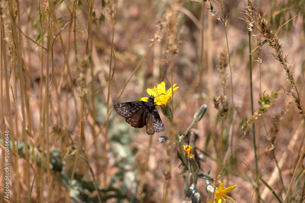 Butterfly on Sunflower in the Wasatch Mountain Foothills