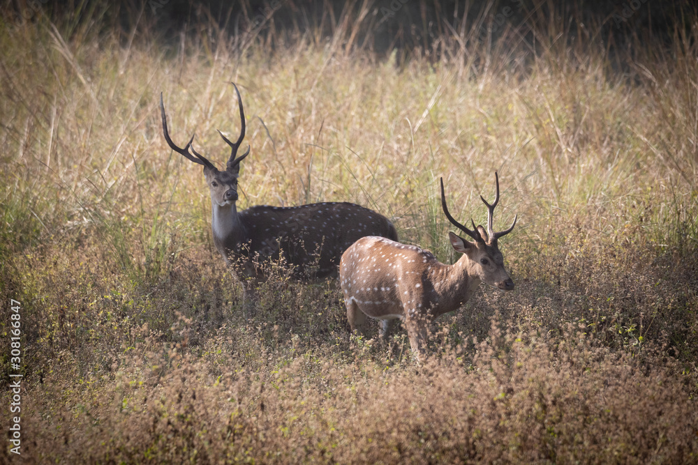 Wildlife of Kanha and Bhandhavgarh National Parks Wildlife of Kanha and Bhandhavgarh National Parks