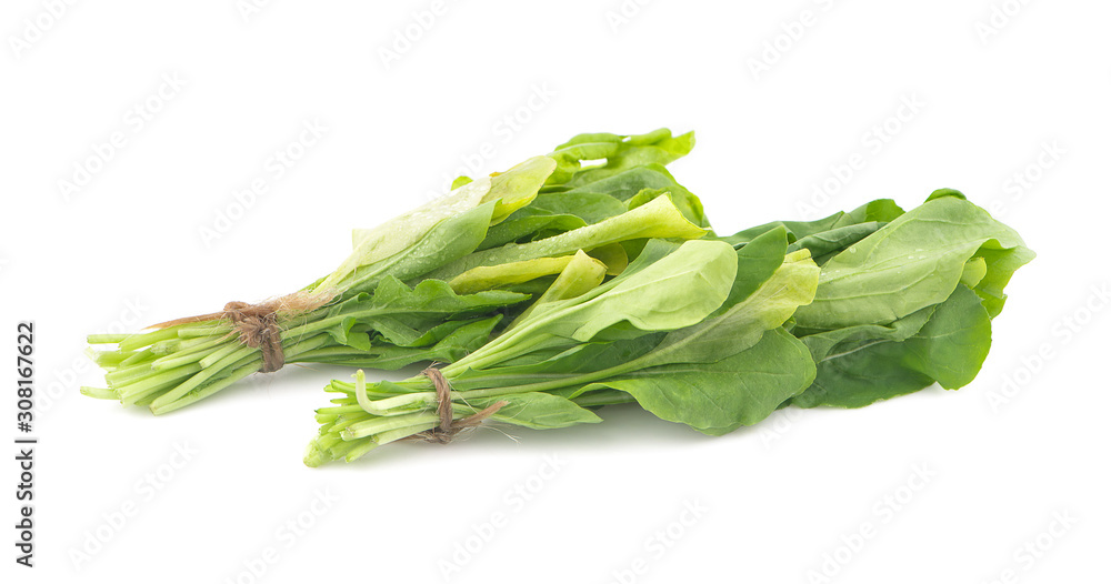 Chinese kale vegetable an isolated on white background Chinese kale vegetable an isolated on white background