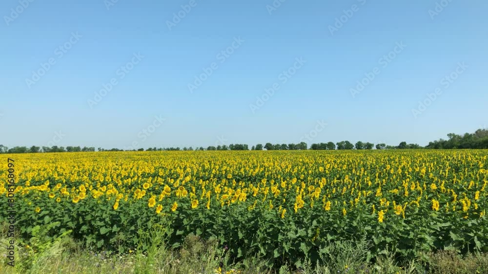Slow motion of the wind. Countryside landscape. A field of blooming sunflower. Slow motion of the wind. Countryside landscape. A field of blooming sunflower.