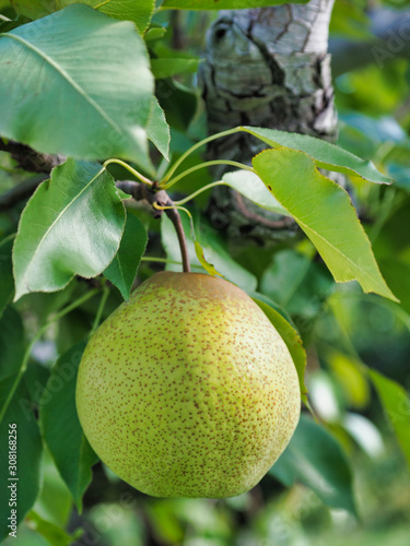 pear fruit on tree