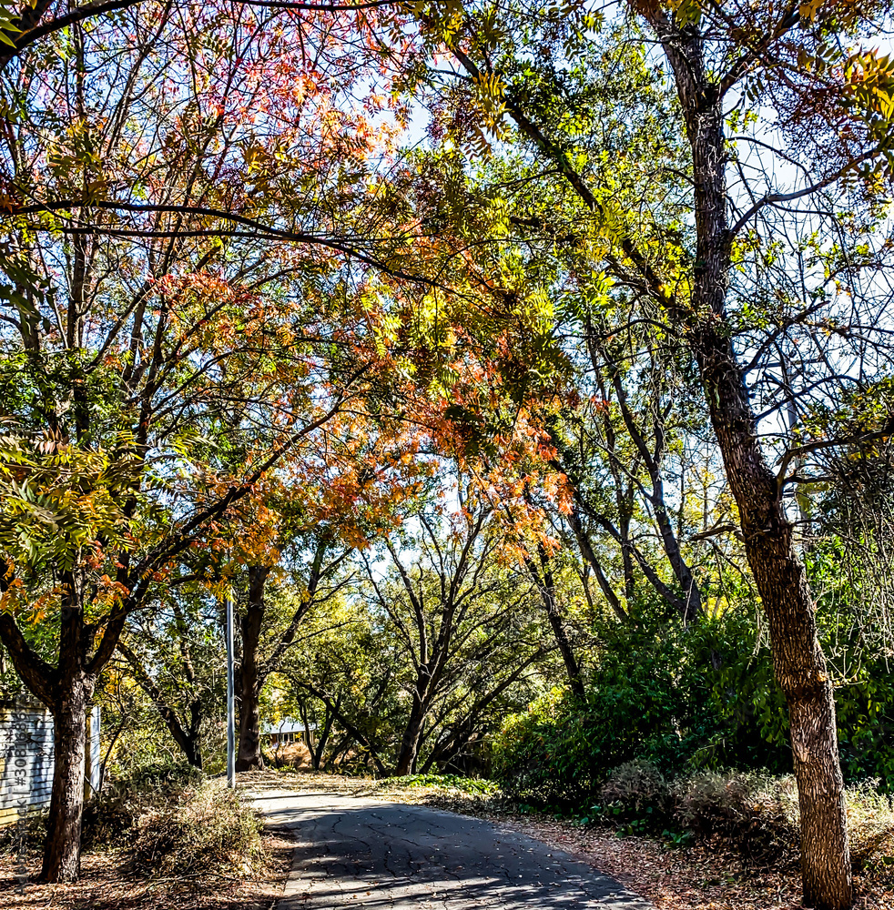 Fototapeta premium Fall Path