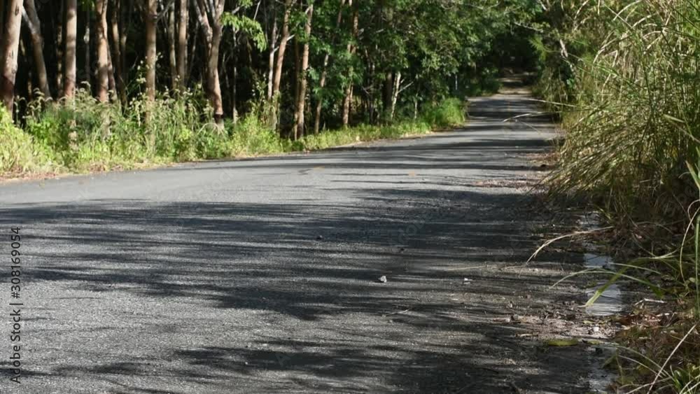 Beautiful of road with green tree on both sides Beautiful of road with green tree on both sides