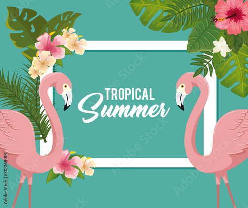 tropical summer poster with flamingos and flowers vector illustration design