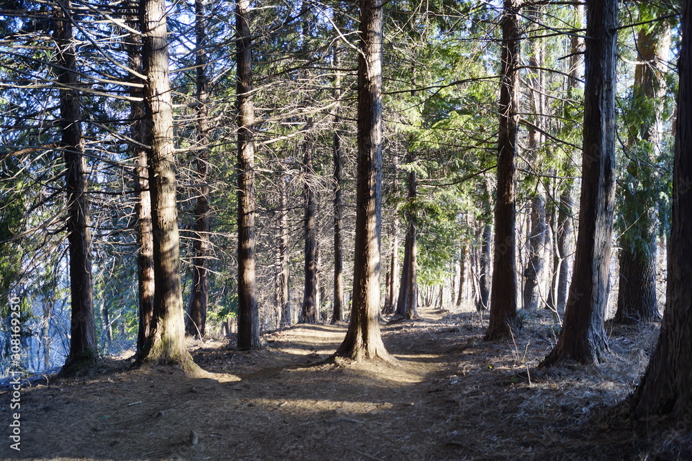 path in the forest path in the forest