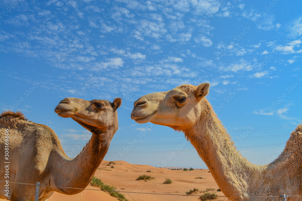 Obraz premium Arabian Camel (Camelus Drimedarius) in the desert of the United Arab Emirates of Western Asia.