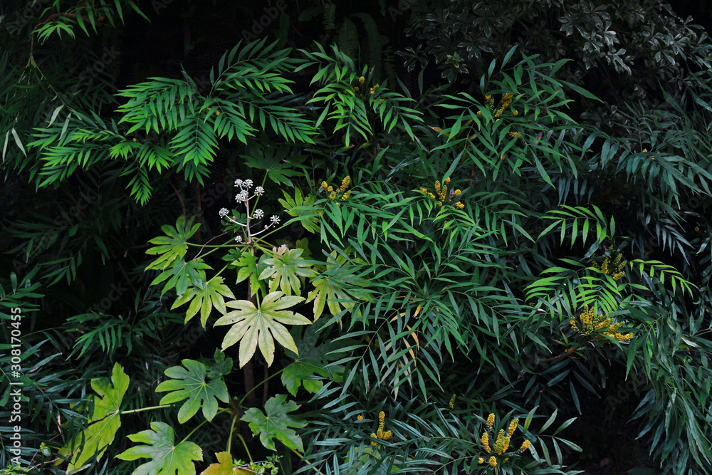 Fototapeta premium Closeup background material photo of green vegetation planted in a dark garden