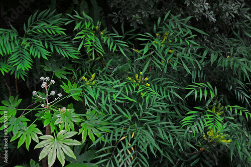 Closeup background material photo of green vegetation planted in a dark garden