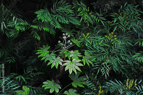 Fototapeta Naklejka Na Ścianę i Meble -  Closeup background material photo of green vegetation planted in a dark garden