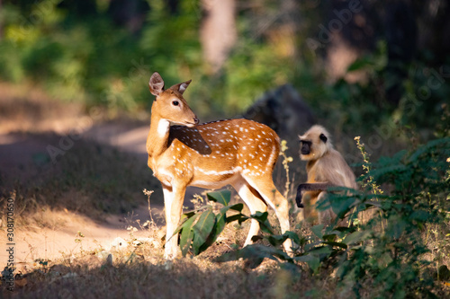 Wildlife of Kanha and Bhandhavgarh National Parks