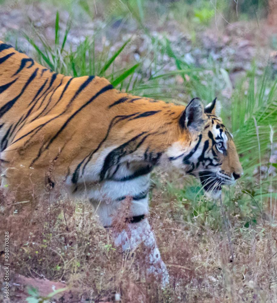 Wildlife of Kanha and Bhandhavgarh National Parks Wildlife of Kanha and Bhandhavgarh National Parks