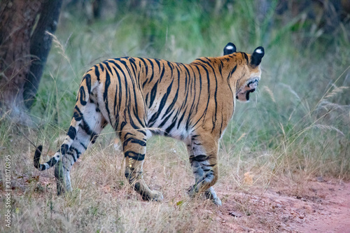 Wildlife of Kanha and Bhandhavgarh National Parks © Taha