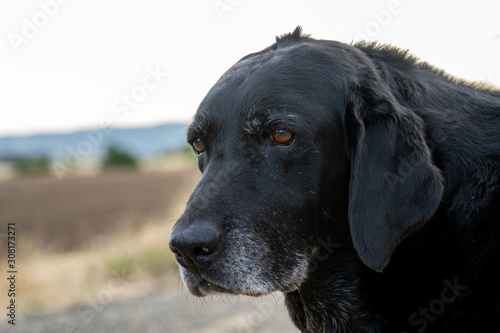 Old senior black labrador retriever dog portrait headshot .