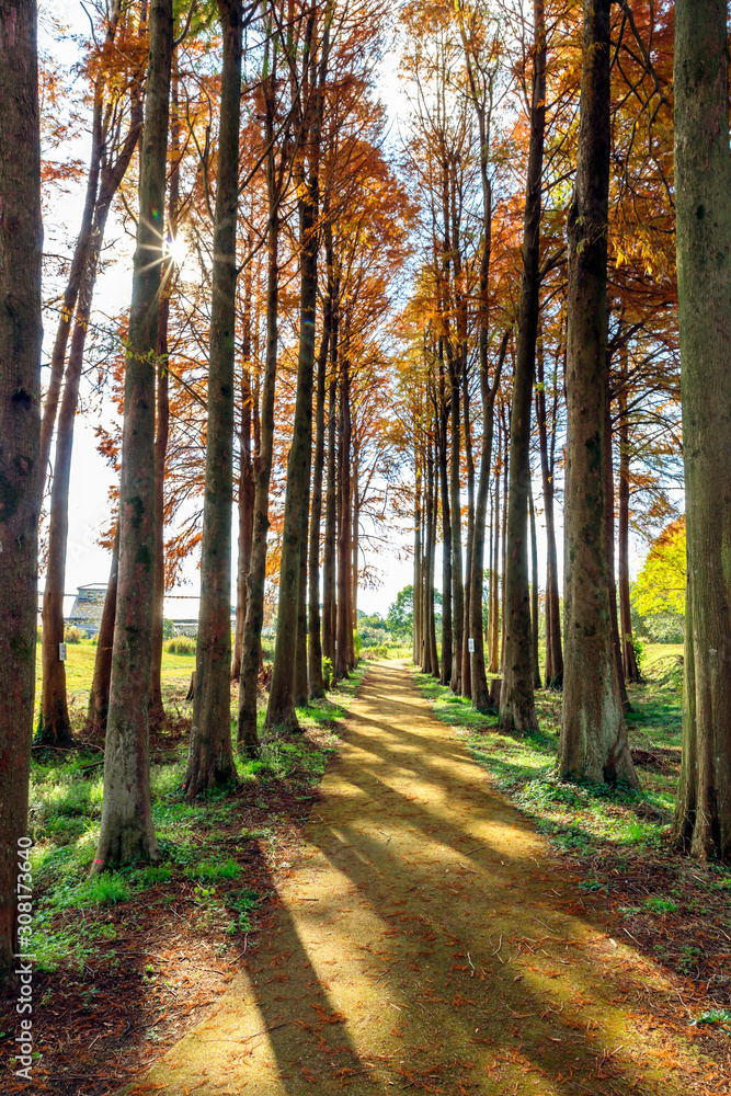 Fototapeta premium メタセの杜