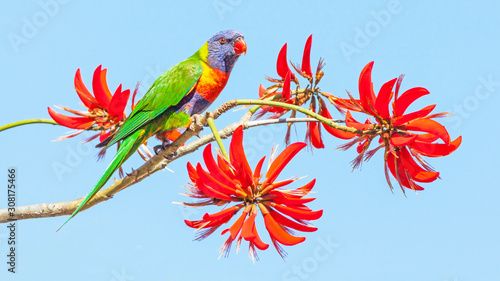 Rainbow Lorikeet on Coral Tree photo