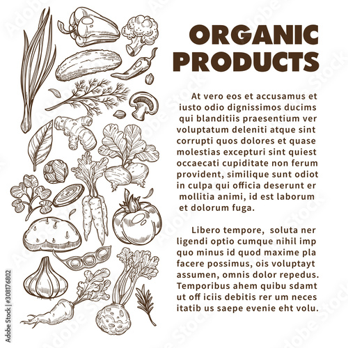 Organic products banner with hand drawn vegetables and text