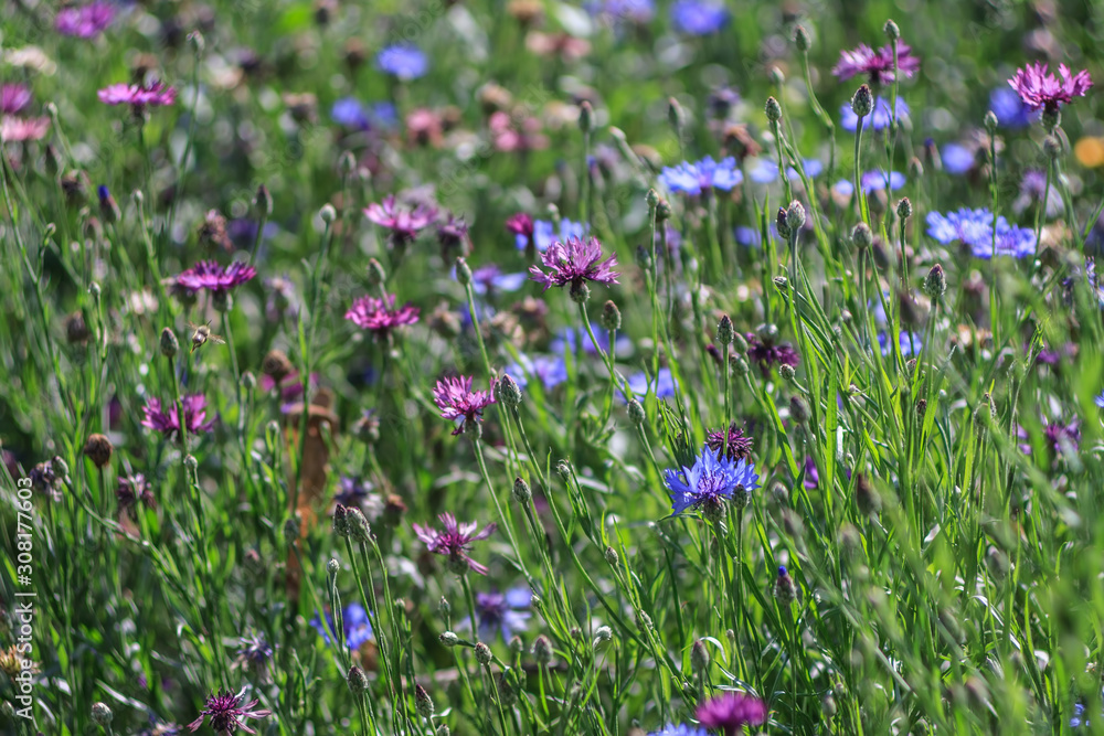 Cornflowers