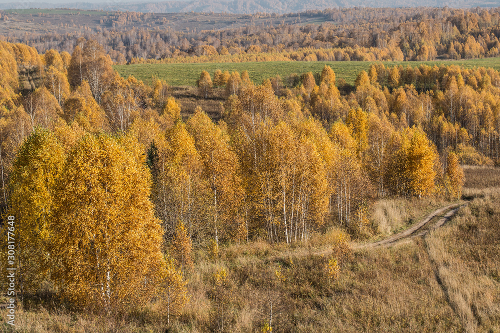 Fototapeta premium Autumn forest