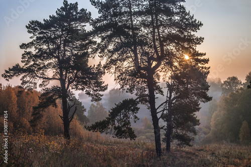 Morning in the forest
