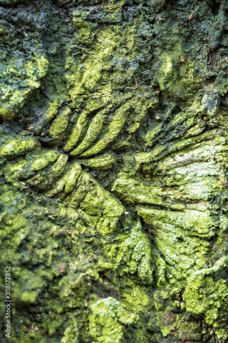 fossil licked crack on the tree trunk covered with green mosses surface texture