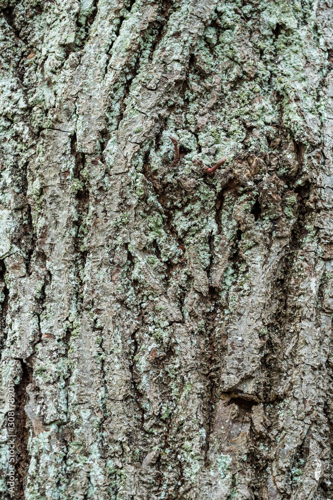 close up surface texture of cracked bark on tree trunk
