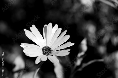 Calendula flower on a bright summer day in the garden closeup. Black and white. Monochrome natural background