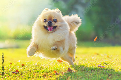 Cute puppies Pomeranian Mixed breed Pekingese dog run on the grass with happiness photo