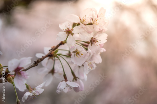 Sakura flower,Cherry Blossom, Japan national flower.bloom for just a couple of days in spring. © jumjie