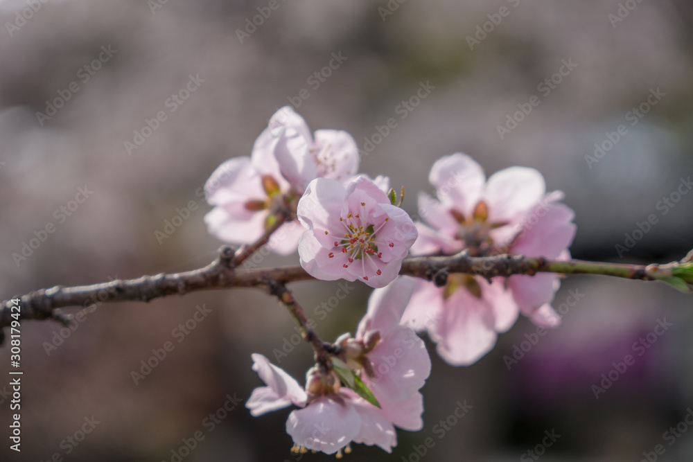 Sakura flower,Cherry Blossom, Japan national flower.bloom for just a couple of days in spring. Sakura flower,Cherry Blossom, Japan national flower.bloom for just a couple of days in spring.