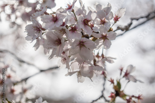 Sakura flower Cherry Blossom  Japan national flower.bloom for just a couple of days in spring.