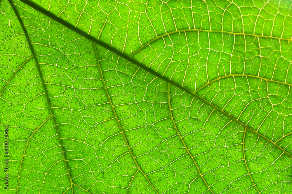Full frame, Texture pattern of green leaf for background. Full frame, Texture pattern of green leaf for background.