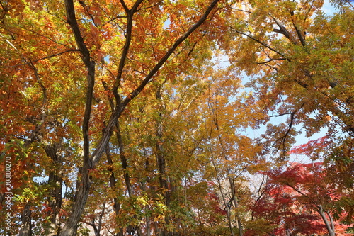 Wallpaper Mural 日本　東京の紅葉 Torontodigital.ca