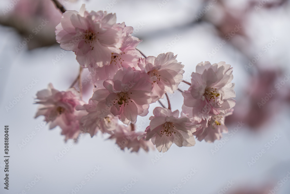 Fototapeta premium Sakura flower,Cherry Blossom, Japan national flower.bloom for just a couple of days in spring.