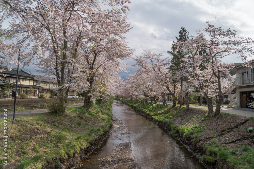 Sakura flower,Cherry Blossom, Japan national flower.bloom for just a couple of days in spring. Sakura flower,Cherry Blossom, Japan national flower.bloom for just a couple of days in spring.