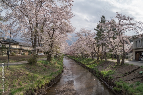Sakura flower Cherry Blossom  Japan national flower.bloom for just a couple of days in spring.