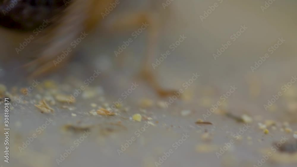 Close up slow motion video of crickets in a cricket farm in Cambodia Close up slow motion video of crickets in a cricket farm in Cambodia