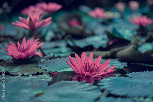 Red lotus water lilys in water surface and dark blue leaves toned, purity nature background, aquatic plant. Soft colors dramatic photo.