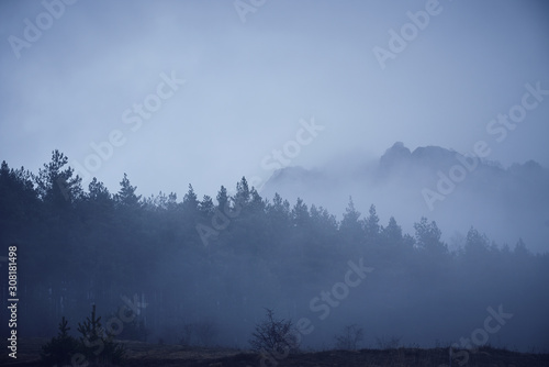 Forest in fog dramatic composition © stanslavov