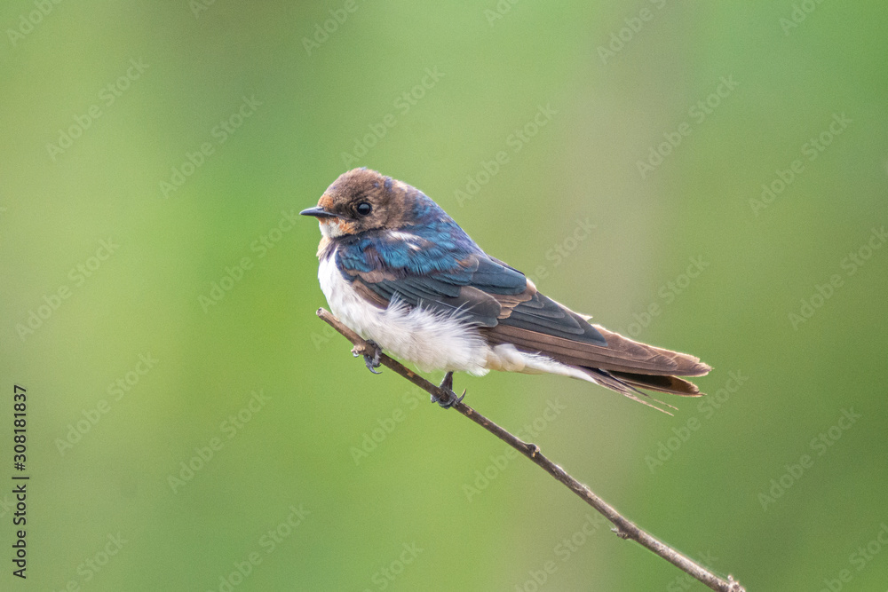 Swallow on a branch at Hoskote Lake Bangalore Karnataka Swallow on a branch at Hoskote Lake Bangalore Karnataka