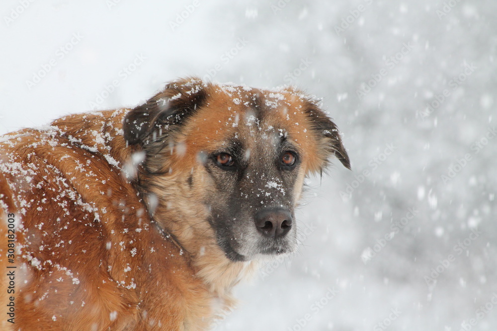 dog in snow dog in snow