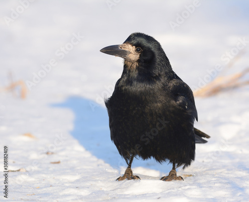 Rook stands on a snow photo