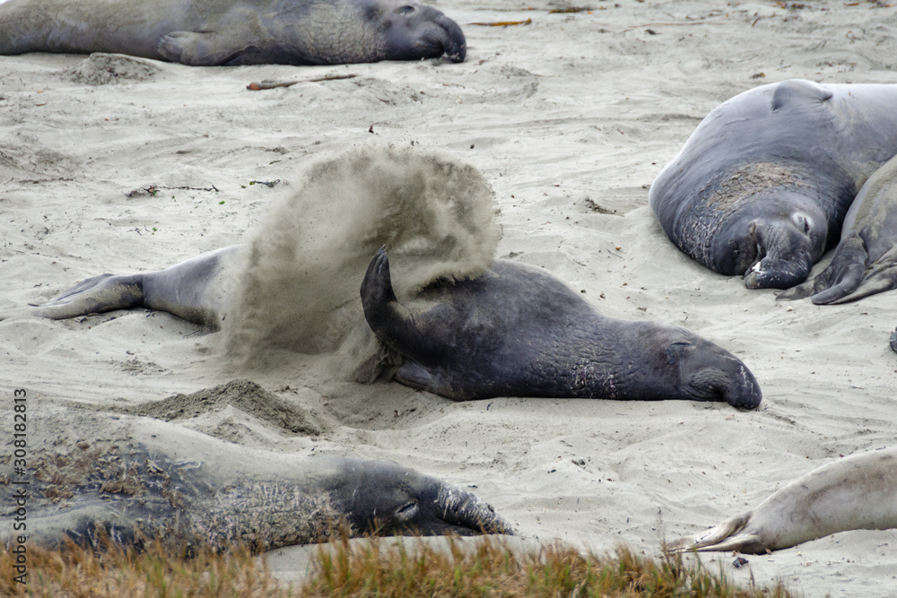 Fototapeta premium See-Elefant