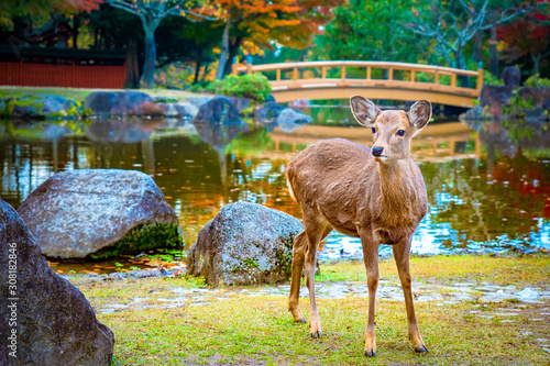 Japan. Japanese deer. The c...