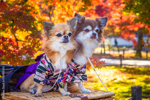 Chihuahua in the autumn par...